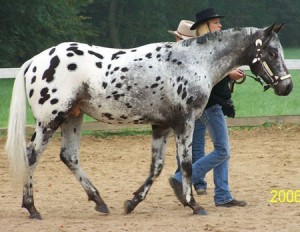 Obrazek